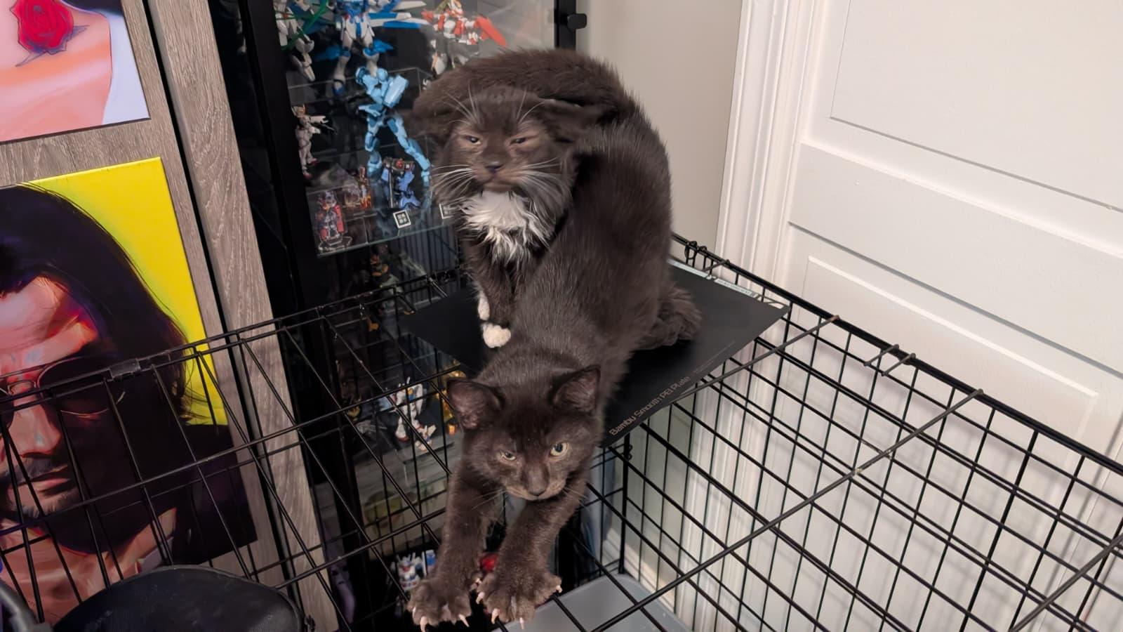 Enlarge Lemmy, a Adopted Domestic Medium Hair in Absecon, NJ image 3/3
