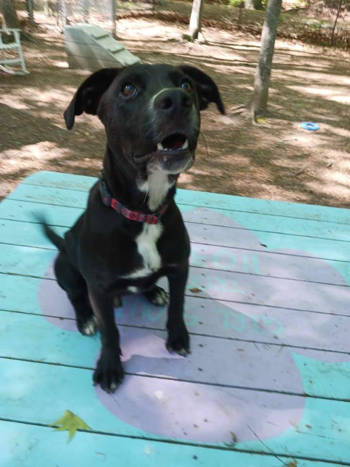 Enlarge Revere, a ADOPTABLE Black Labrador Retriever in Sunderland, MD image 3/6