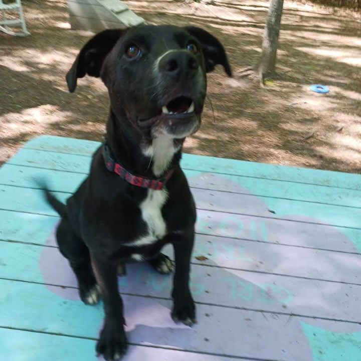Enlarge Revere, a ADOPTABLE Black Labrador Retriever in Sunderland, MD image 3/6