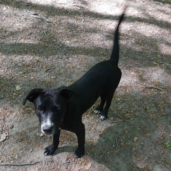 Enlarge Revere, a ADOPTABLE Black Labrador Retriever in Sunderland, MD image 2/6