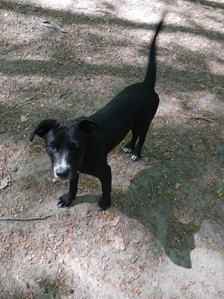 Enlarge Revere, a ADOPTABLE Black Labrador Retriever in Sunderland, MD image 2/6