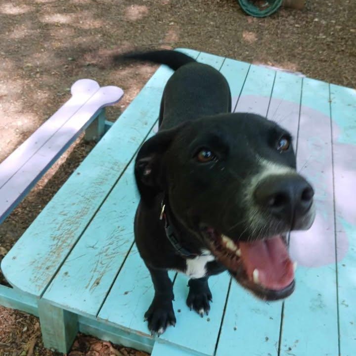 Enlarge Revere, a ADOPTABLE Black Labrador Retriever in Sunderland, MD image 6/6