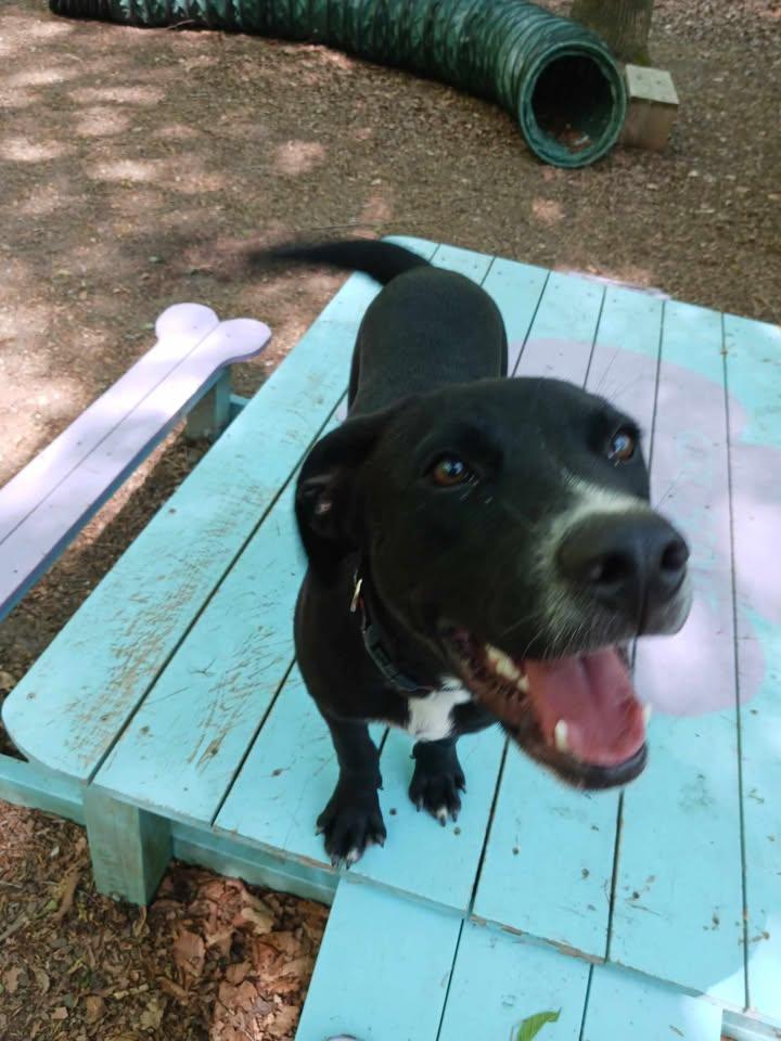 Enlarge Revere, a ADOPTABLE Black Labrador Retriever in Sunderland, MD image 6/6
