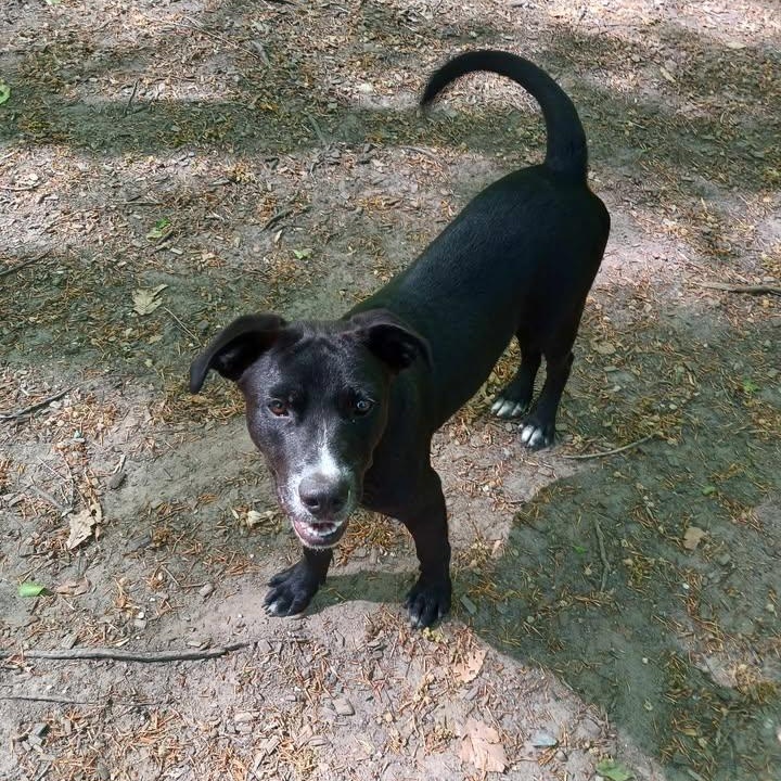 Enlarge Revere, a ADOPTABLE Black Labrador Retriever in Sunderland, MD image 5/6