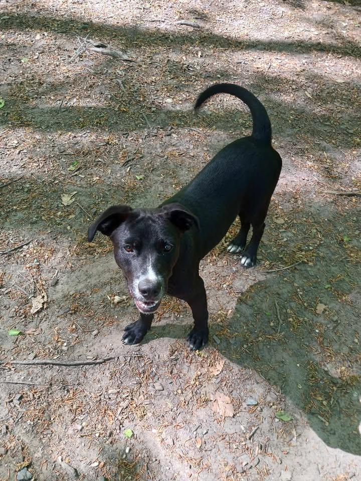 Enlarge Revere, a ADOPTABLE Black Labrador Retriever in Sunderland, MD image 5/6