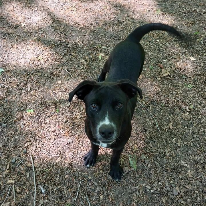 Enlarge Revere, a ADOPTABLE Black Labrador Retriever in Sunderland, MD image 4/6