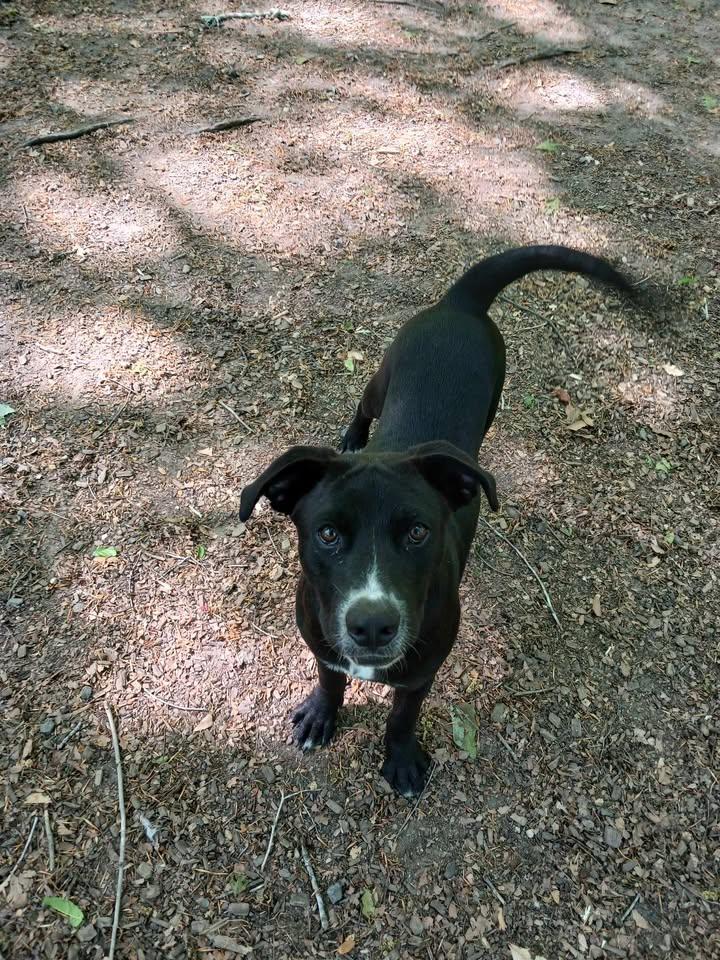 Enlarge Revere, a ADOPTABLE Black Labrador Retriever in Sunderland, MD image 4/6