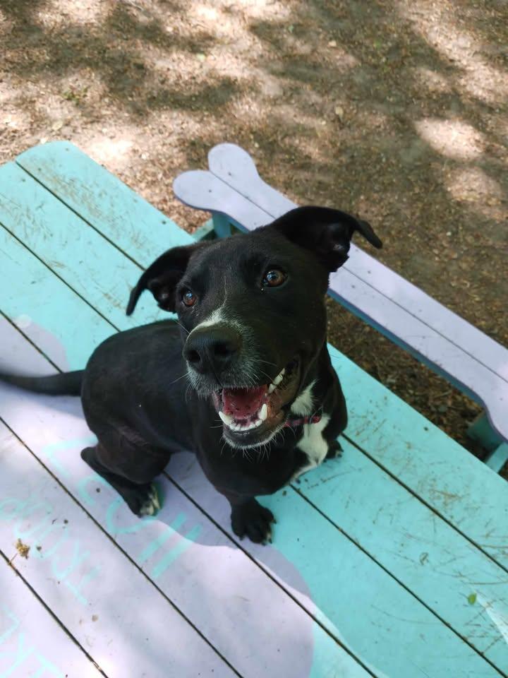 Enlarge Revere, a ADOPTABLE Black Labrador Retriever in Sunderland, MD image 1/6