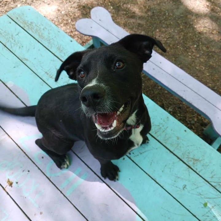 Enlarge Revere, a ADOPTABLE Black Labrador Retriever in Sunderland, MD image 1/6