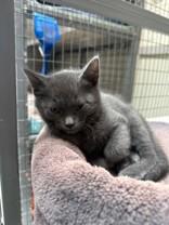 BowHead, ADOPTABLE, Young Male Domestic Short Hair.