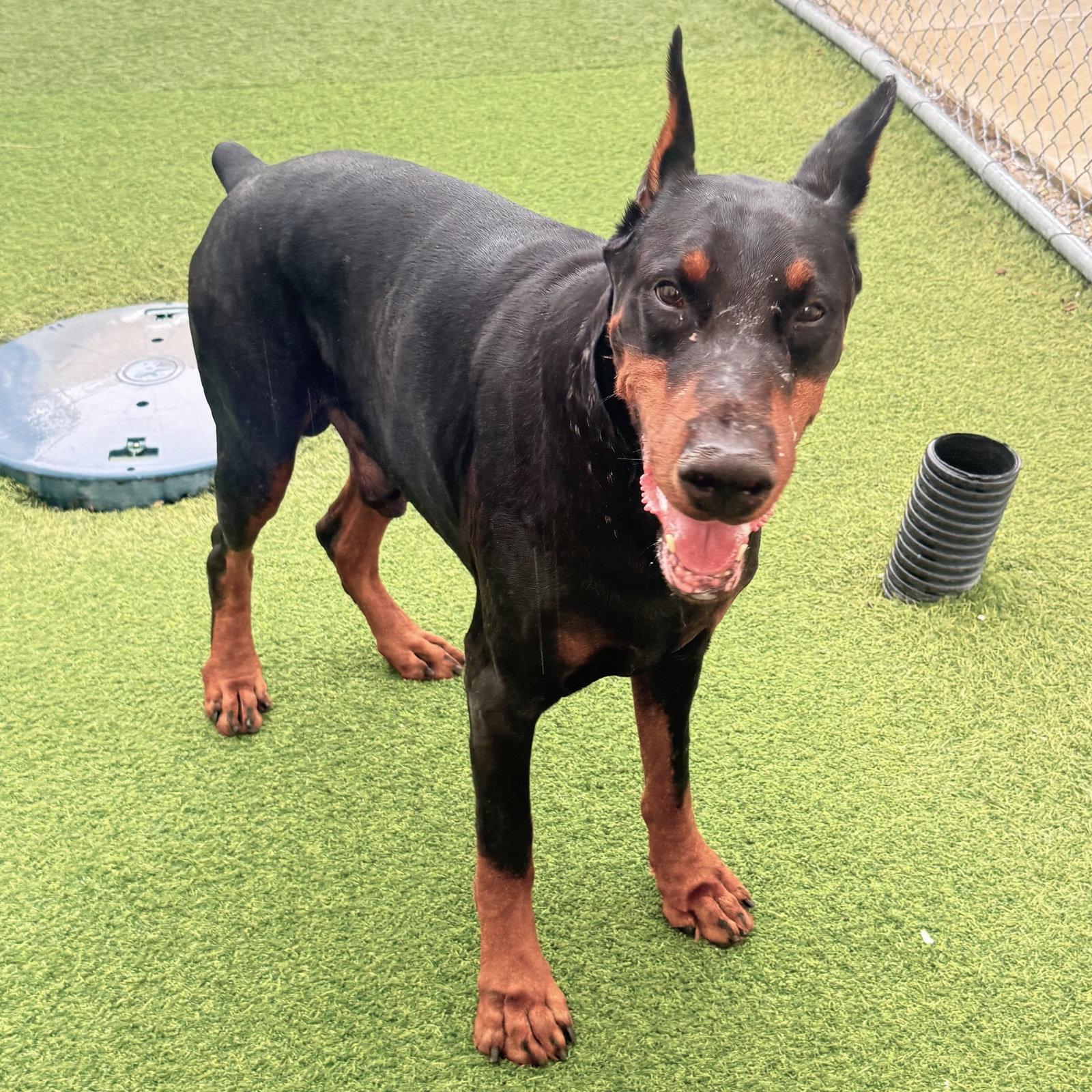 Creed 3632, Adoptable, Young Male Doberman Pinscher.
