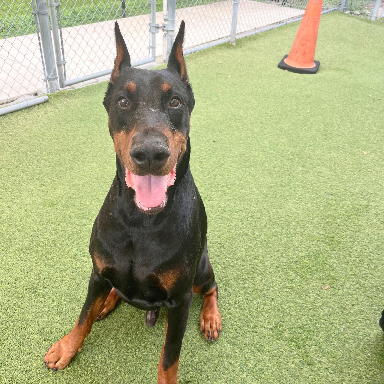 Enlarge Creed 3632, a Adoptable Doberman Pinscher in Oakland Park, FL image 2/3