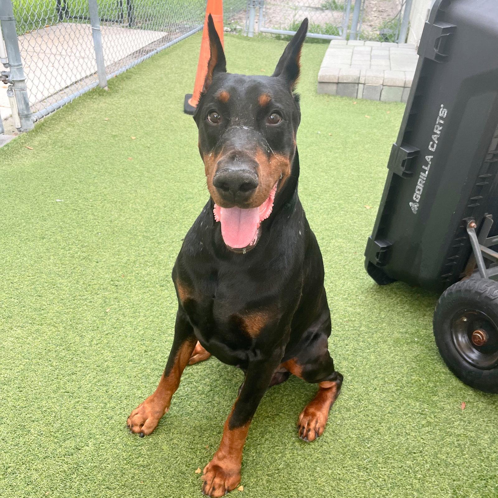 Enlarge Creed 3632, a Adoptable Doberman Pinscher in Oakland Park, FL image 3/3