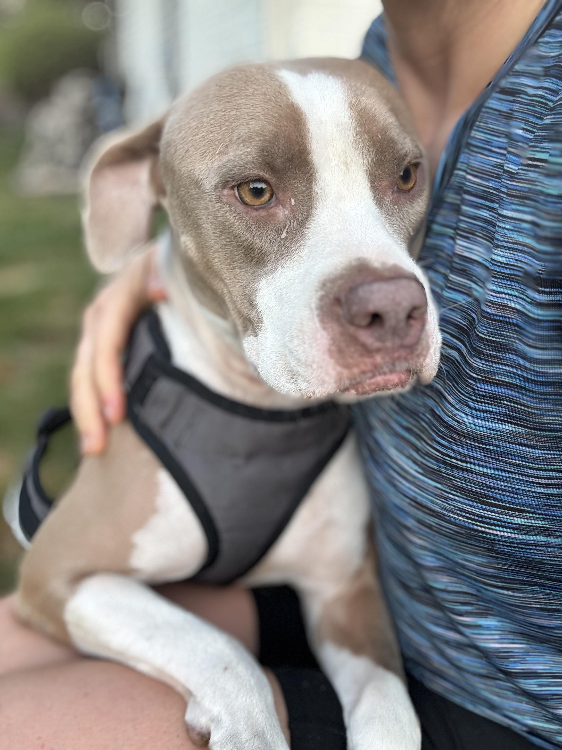 Moka, adopted, Young Female Pit Bull Terrier.