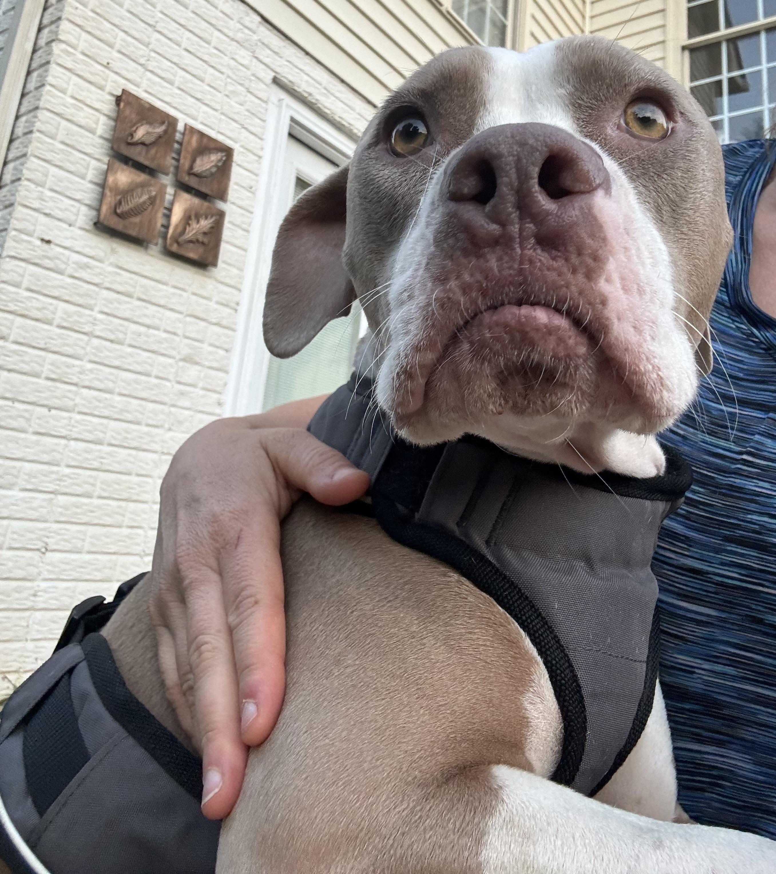 Enlarge Moka, an adopted Pit Bull Terrier in Gainesville, VA image 2/6