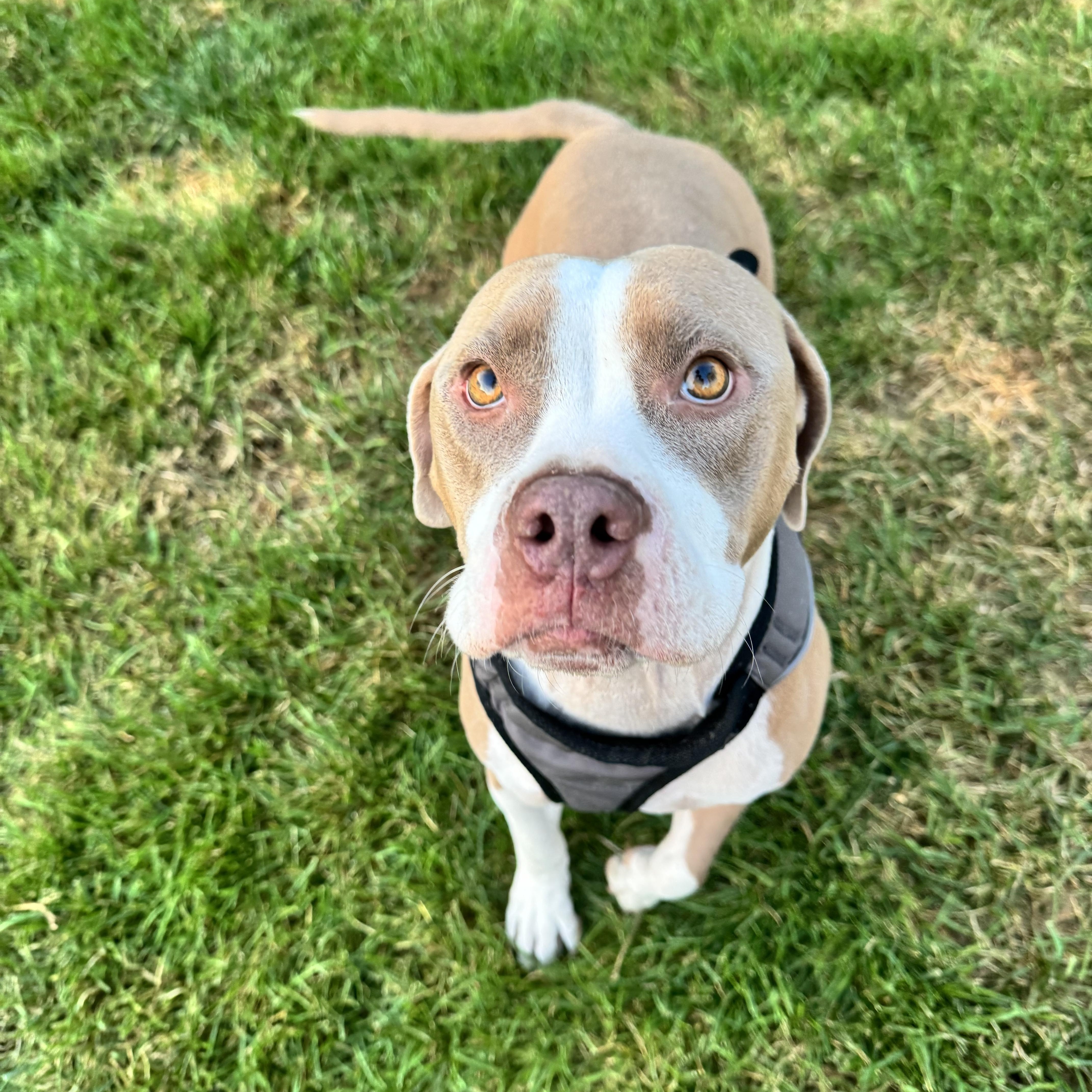 Enlarge Moka, an adopted Pit Bull Terrier in Gainesville, VA image 4/6