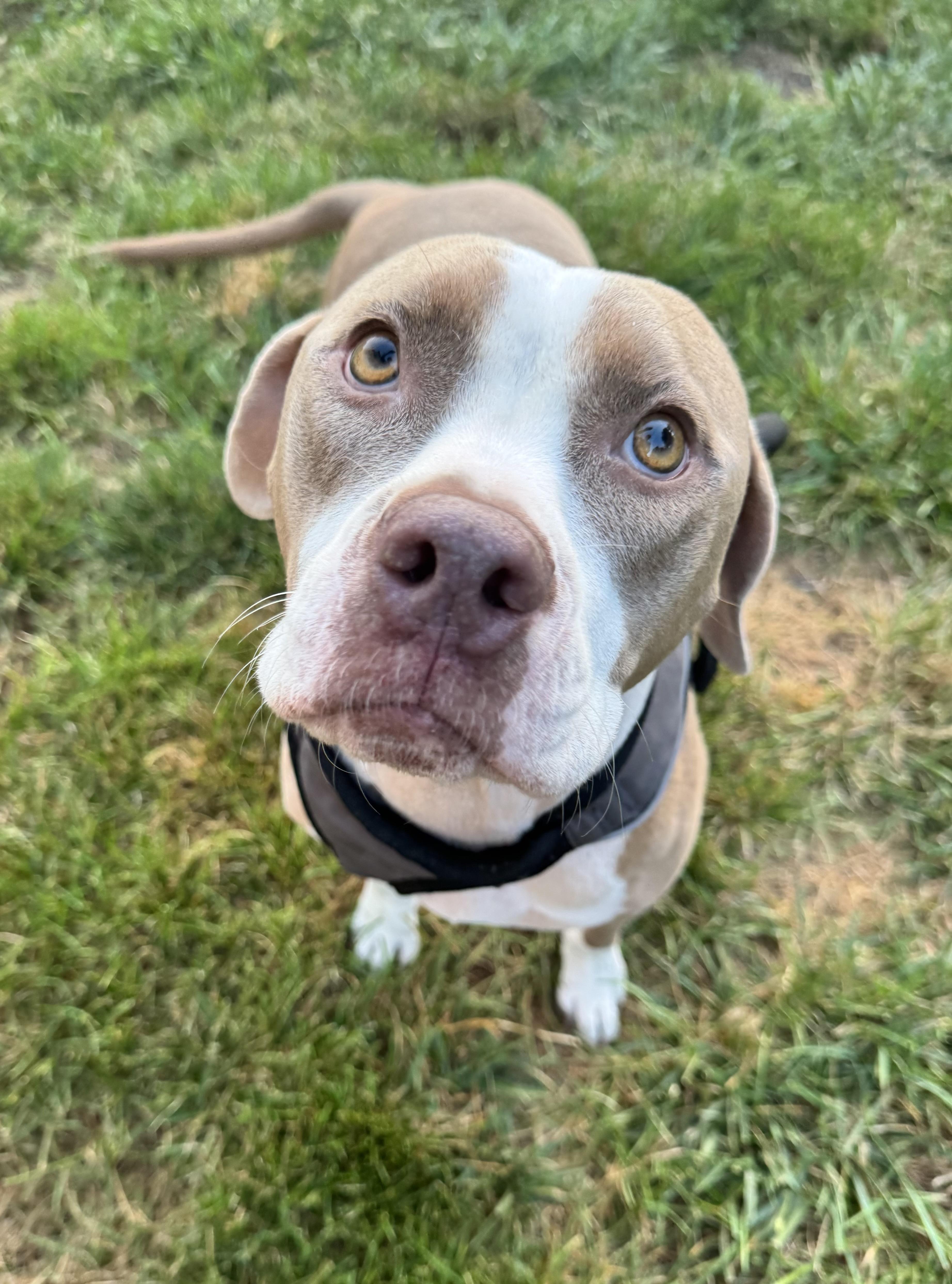 Enlarge Moka, an adopted Pit Bull Terrier in Gainesville, VA image 3/6