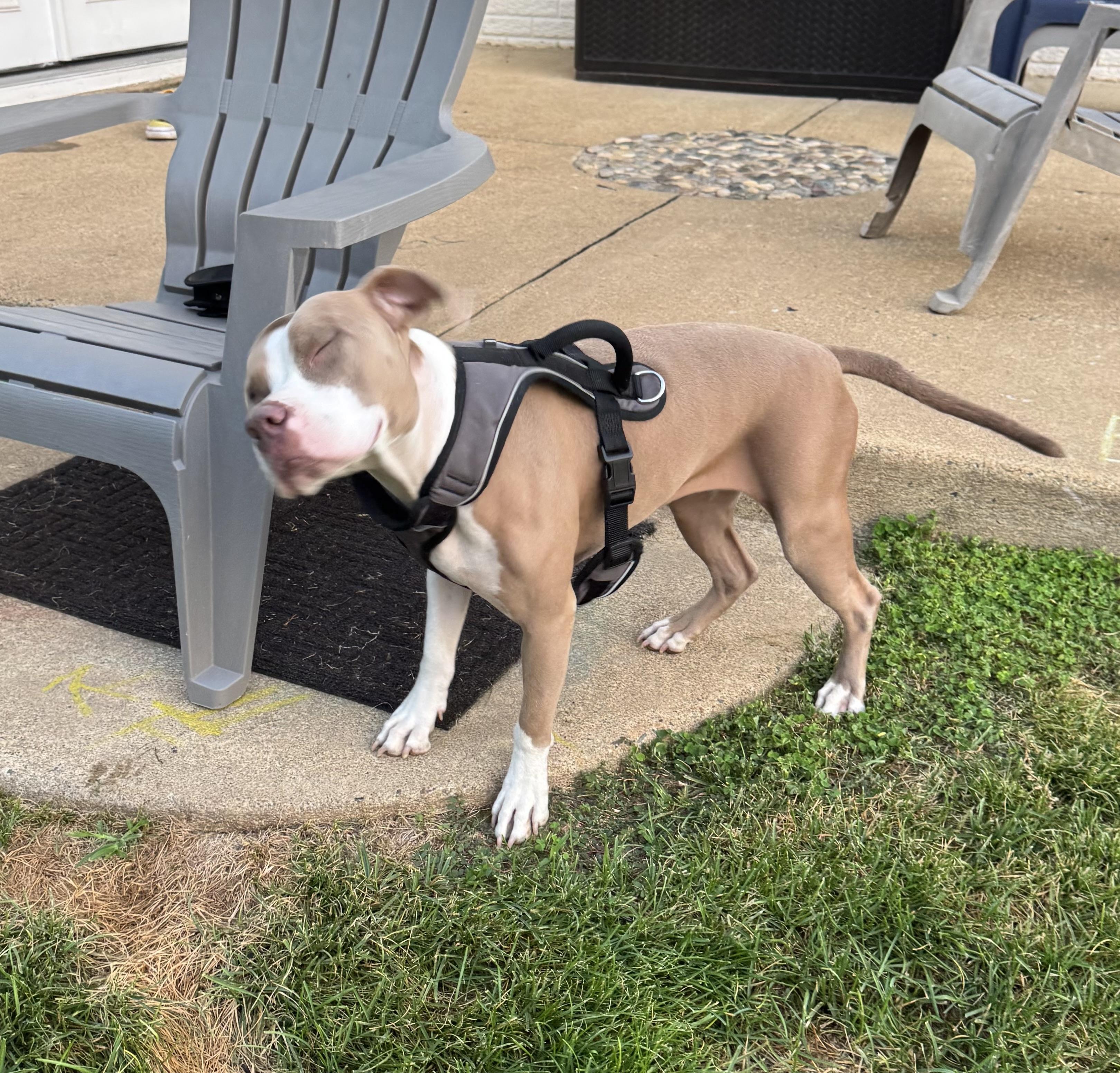 Enlarge Moka, an adopted Pit Bull Terrier in Gainesville, VA image 5/6