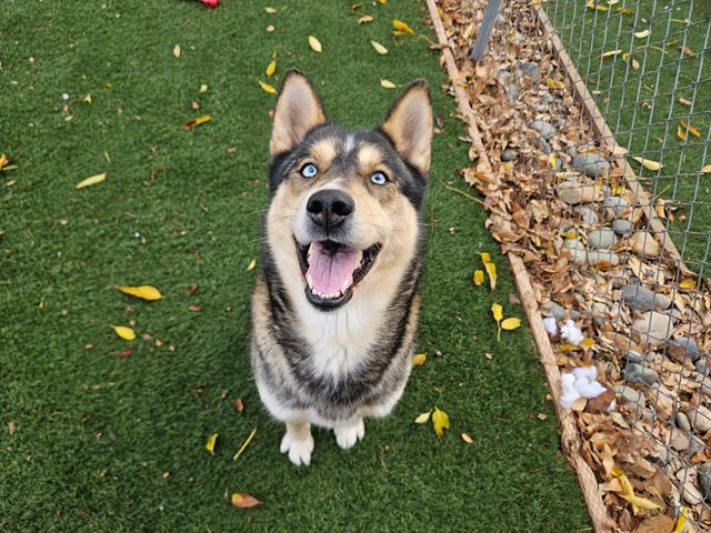 BABY, Adoptable, Adult Female Siberian Husky & Mixed Breed.