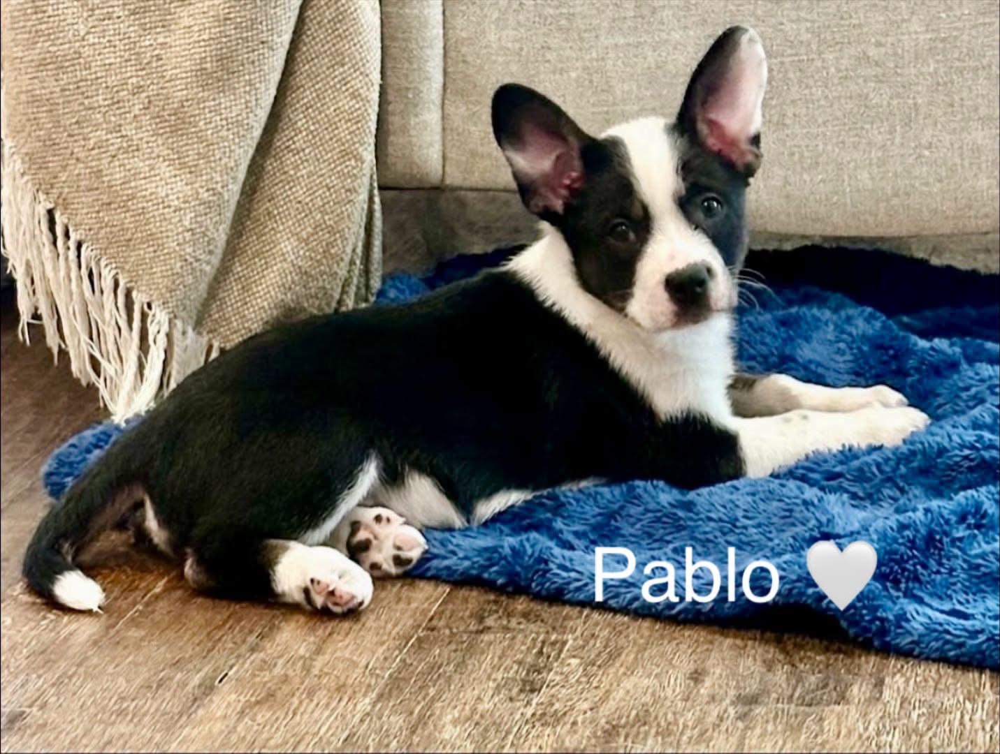 Pablo, Adoptable, Puppy Male French Bulldog & American Eskimo Dog.