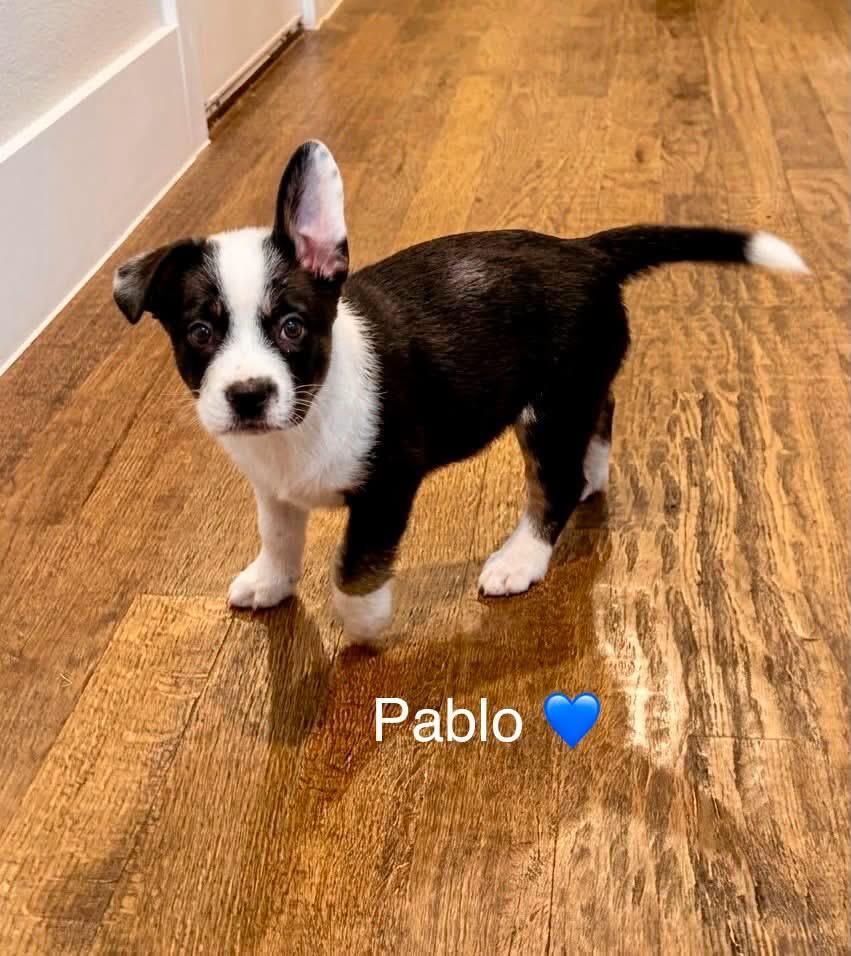 Enlarge Pablo, a Adoptable mixed breed in Rockwall, TX image 4/6