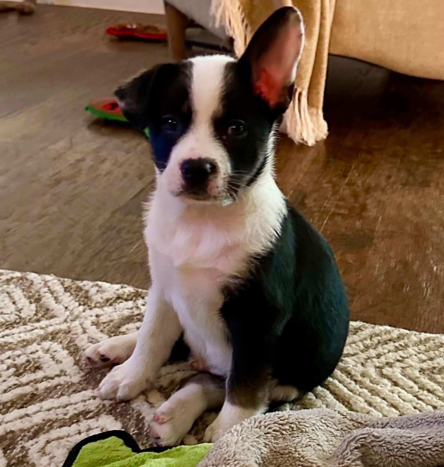 Enlarge Pablo, a Adoptable mixed breed in Rockwall, TX image 5/6