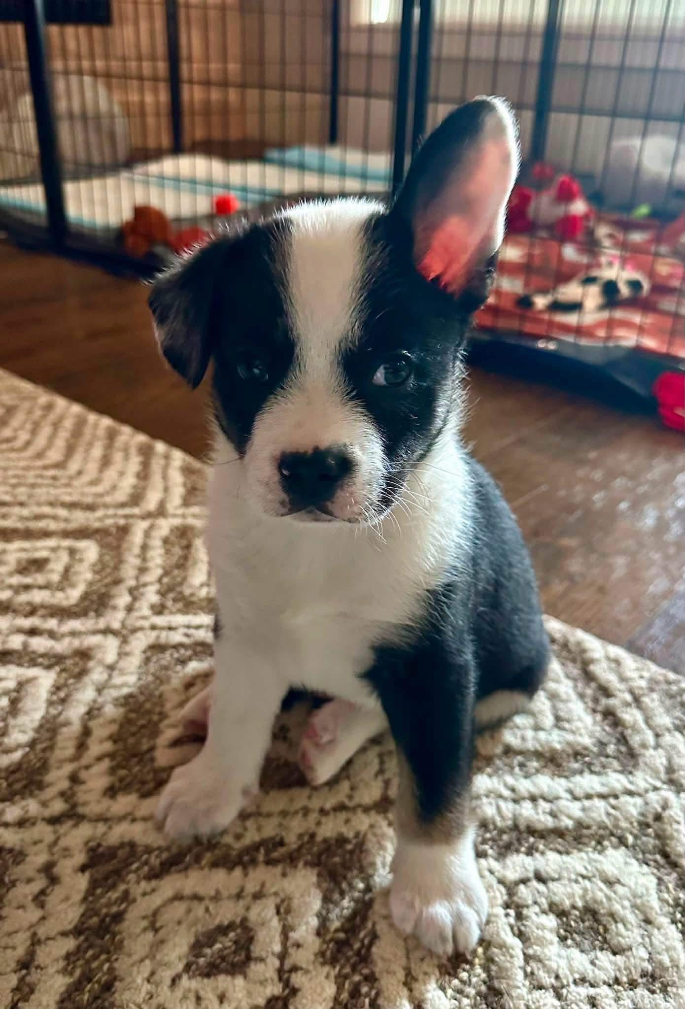 Enlarge Pablo, a Adoptable mixed breed in Rockwall, TX image 6/6