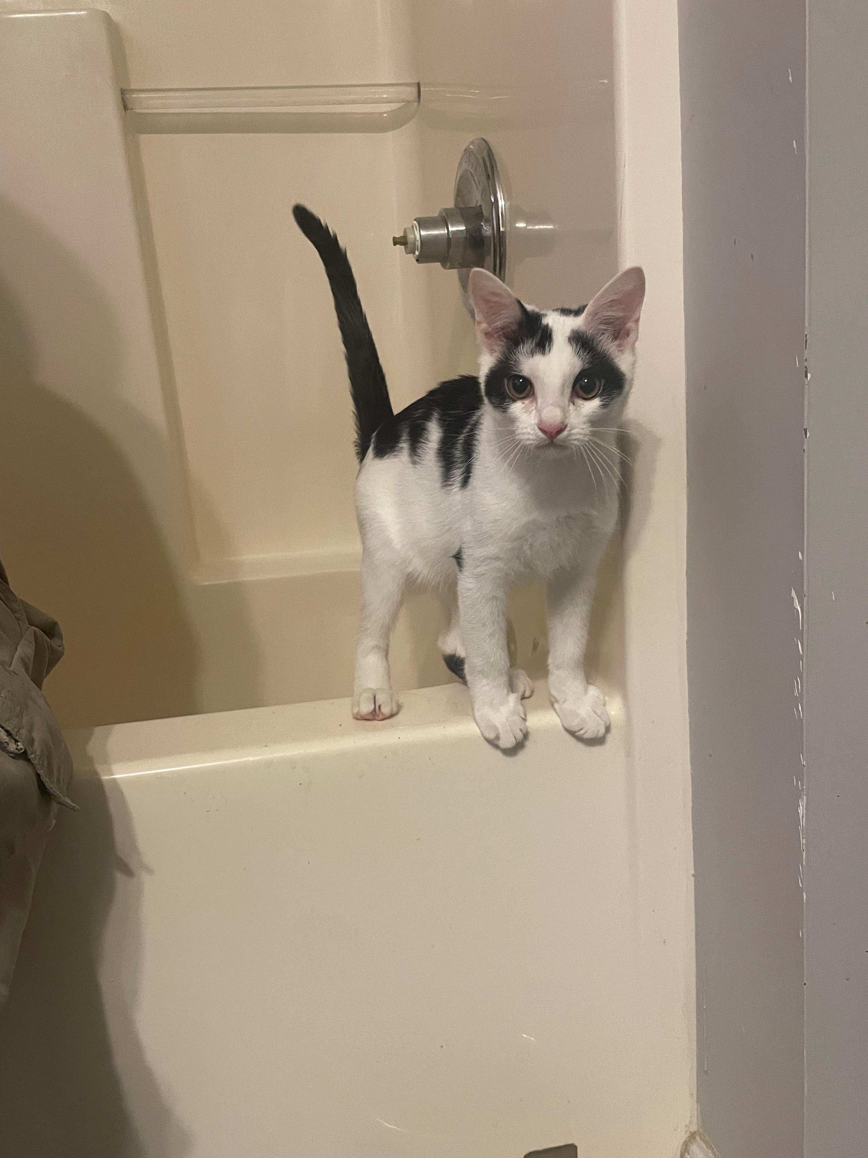 Enlarge Slash, a Adoptable Domestic Short Hair in Goodlettsville, TN image 2/6