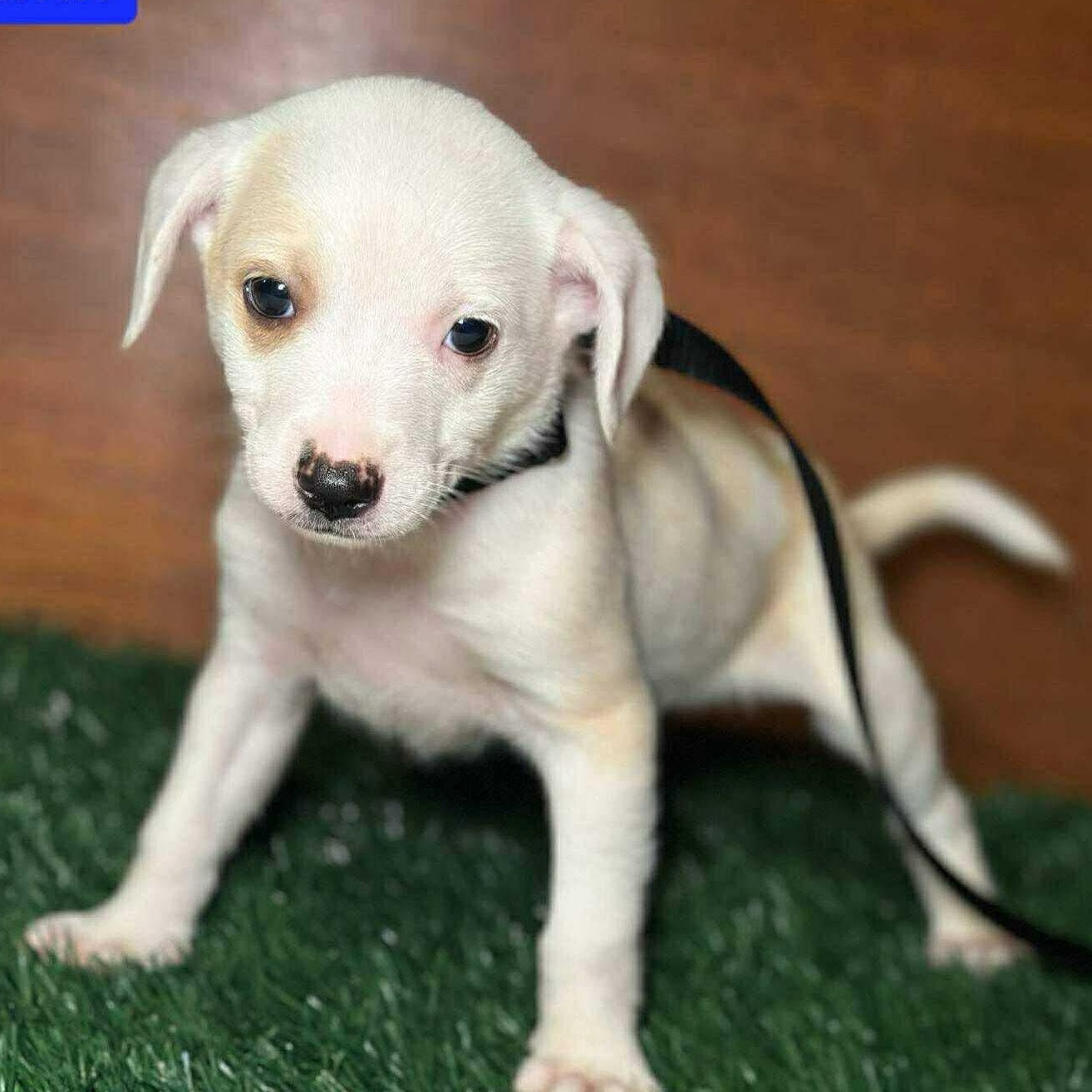 Enlarge Calvin, a Adoptable Mixed Breed in Puyallup, WA image 3/4