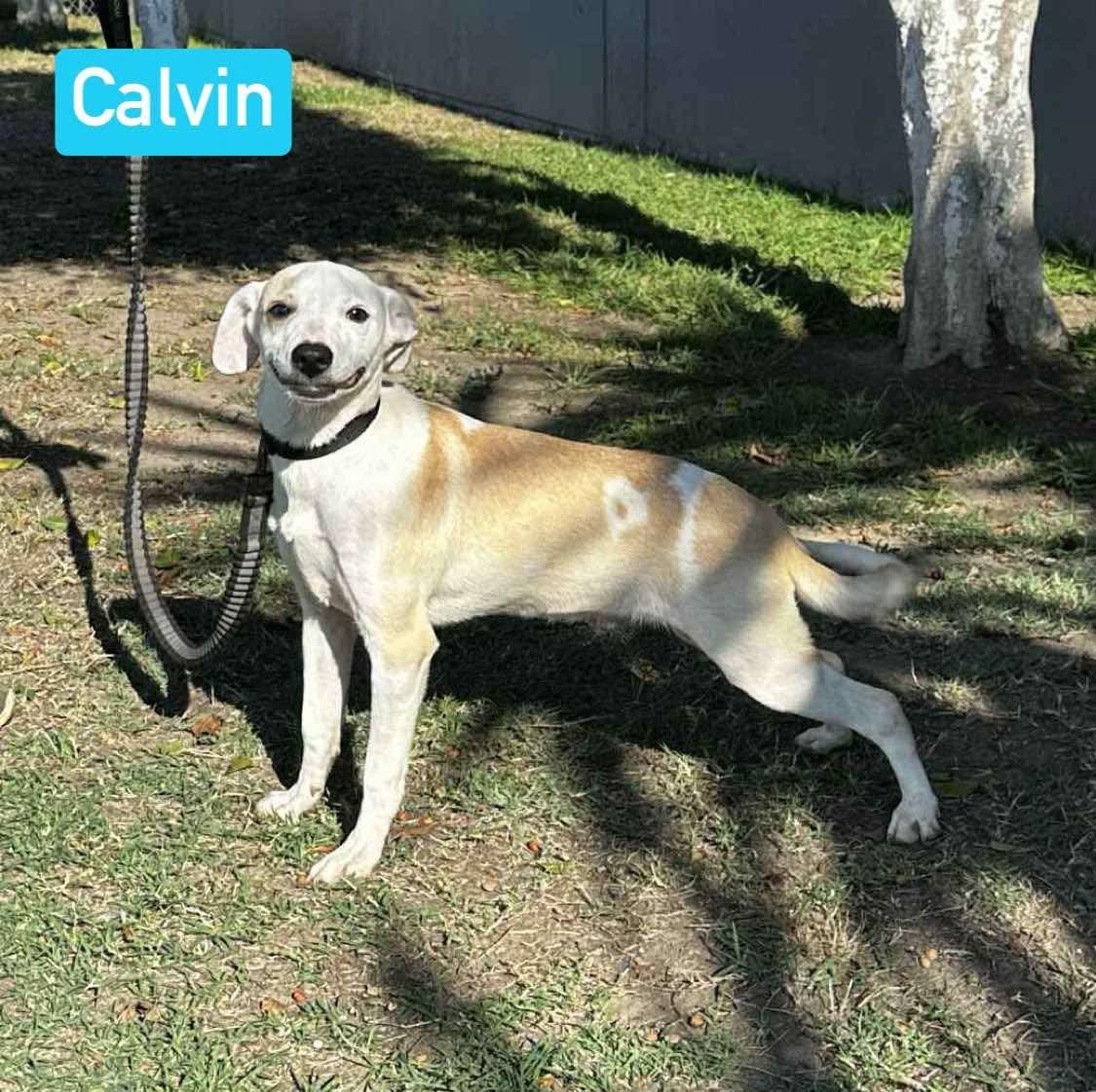 Calvin, Adoptable, Puppy Male Mixed Breed.