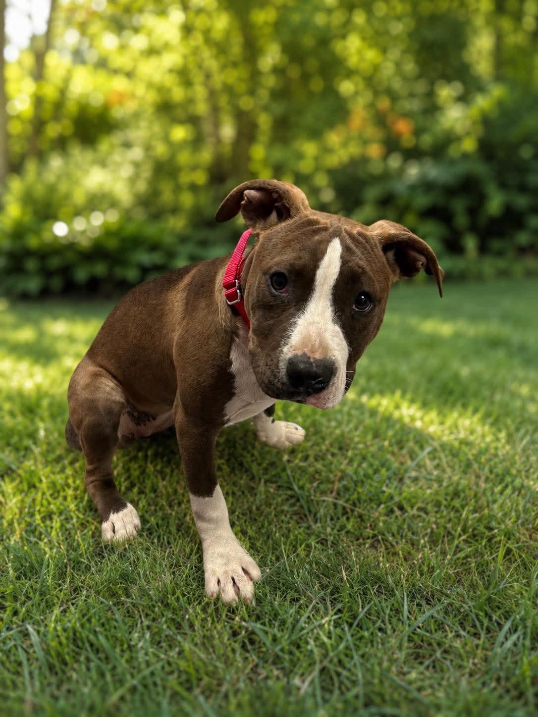 Layla, ADOPTABLE, Puppy Female Pit Bull Terrier.