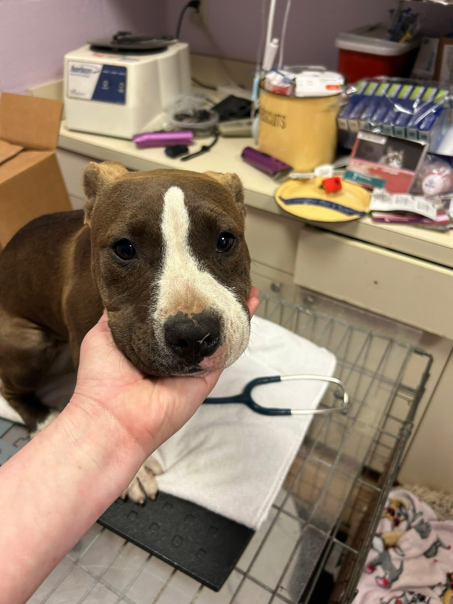 Enlarge Layla, a ADOPTABLE mixed breed in Jackson , NJ image 4/5
