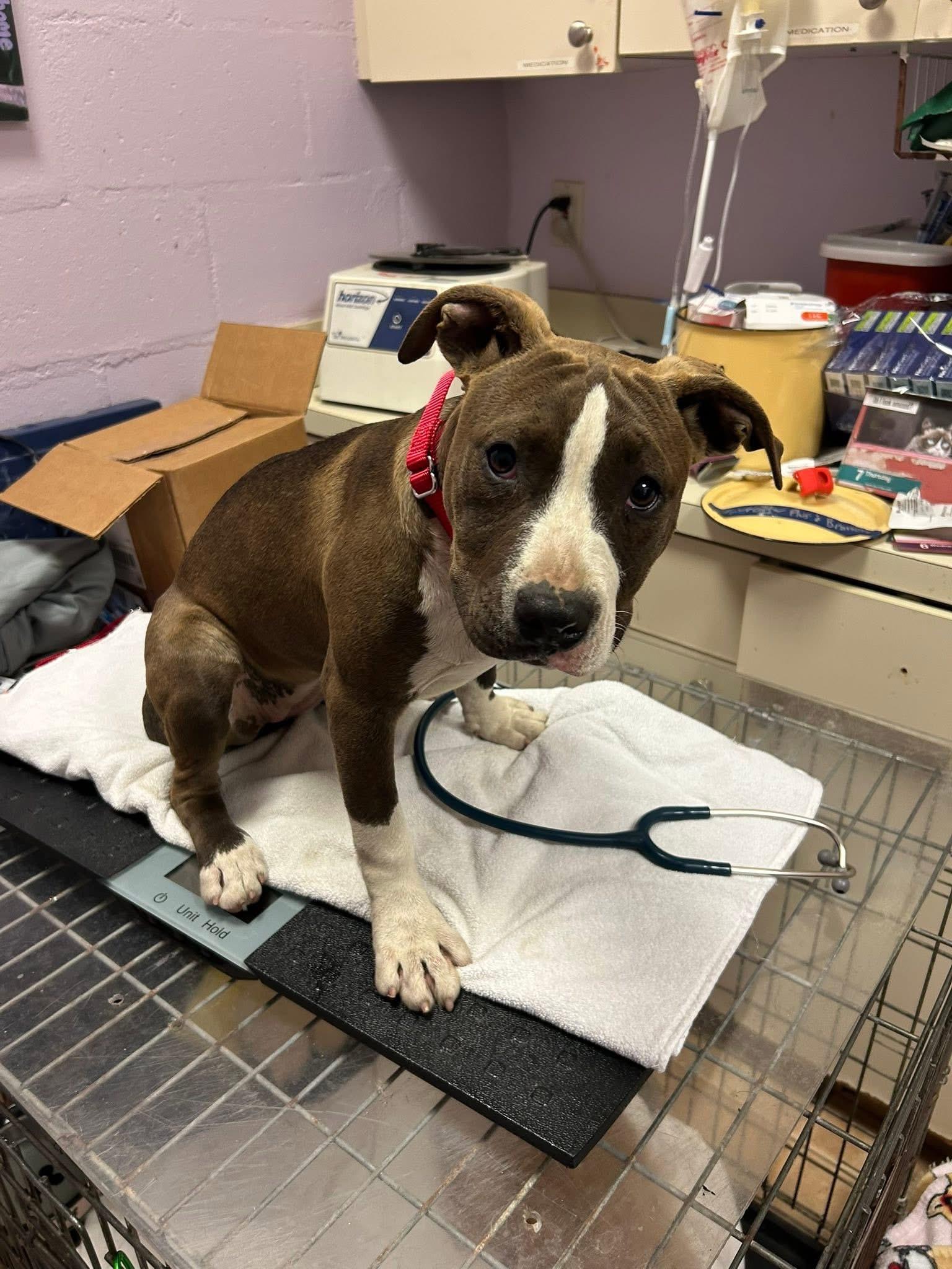 Enlarge Layla, a ADOPTABLE mixed breed in Jackson , NJ image 3/5