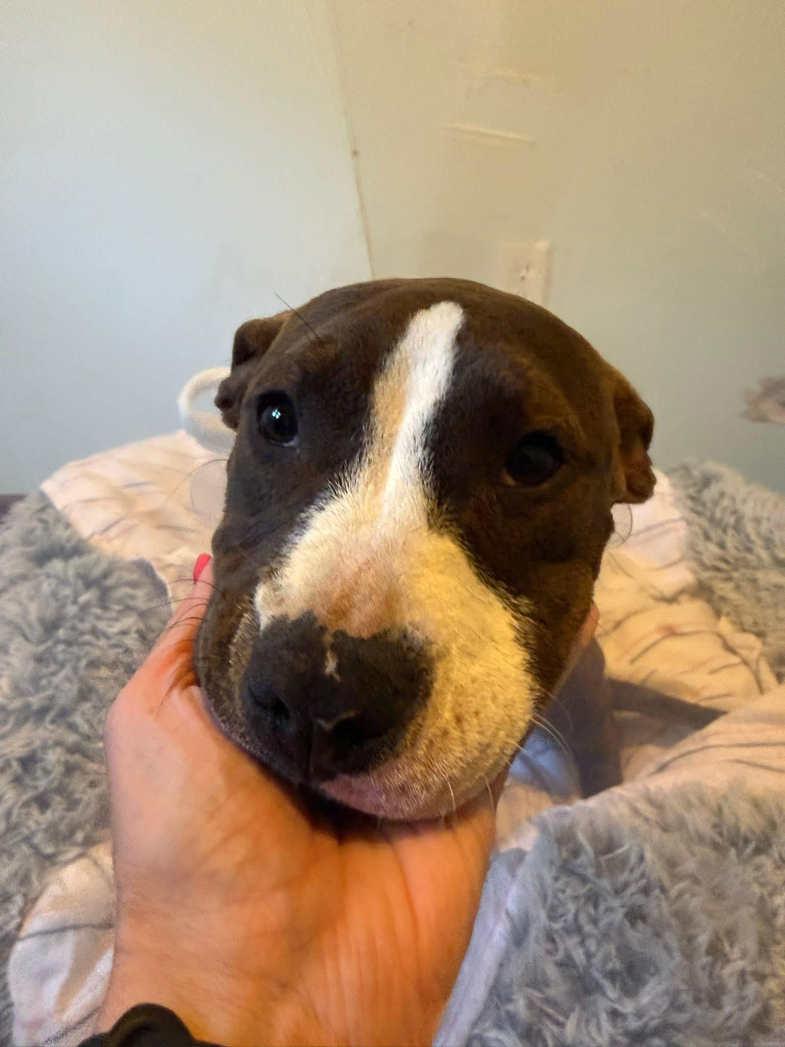 Enlarge Layla, a ADOPTABLE mixed breed in Jackson , NJ image 2/5
