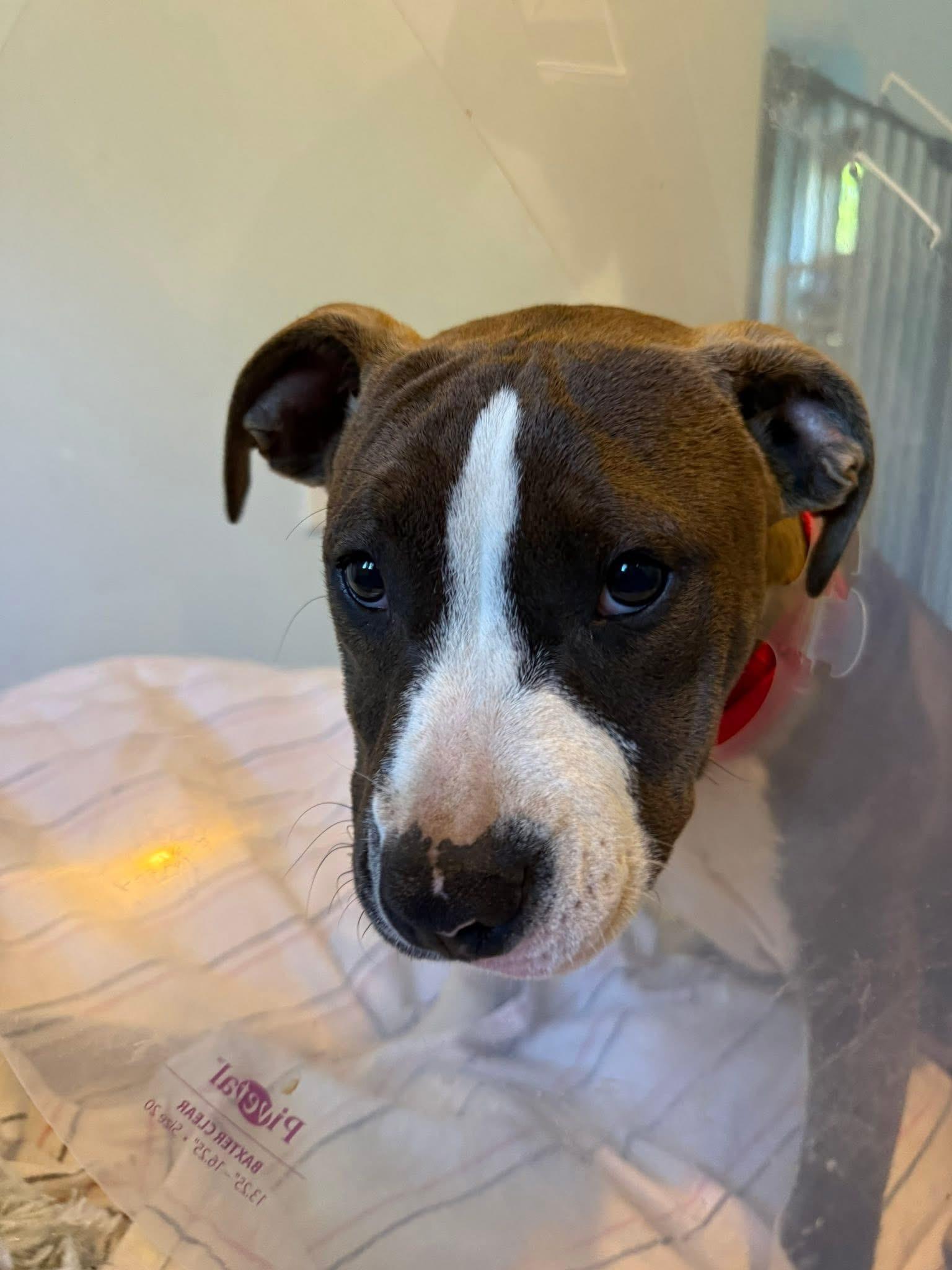 Enlarge Layla, a ADOPTABLE mixed breed in Jackson , NJ image 5/5
