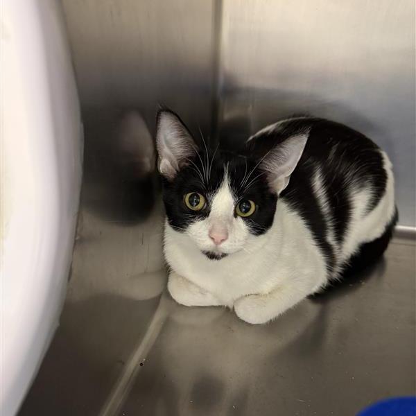 Akeela, Adoptable, Young Female Domestic Short Hair.