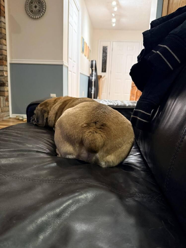 Chaos, Adoptable, Adult Male Pug & Beagle.