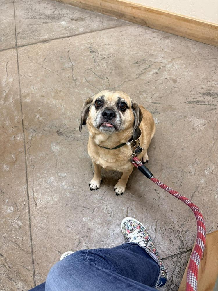 Enlarge Chaos, a Adoptable mixed breed in Eagle, ID image 3/6