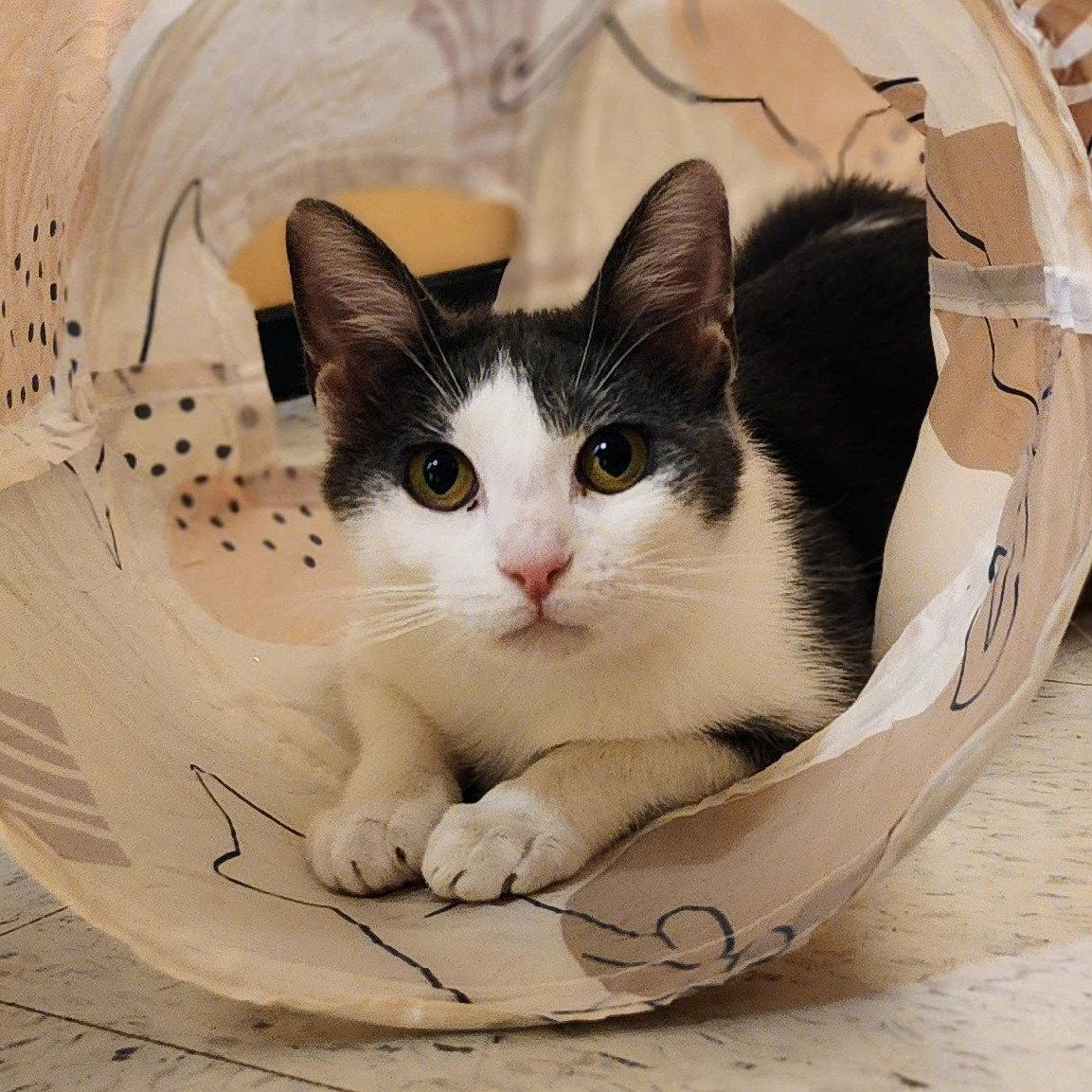 Aspen, Adoptable, Young Female Tuxedo & Domestic Short Hair.