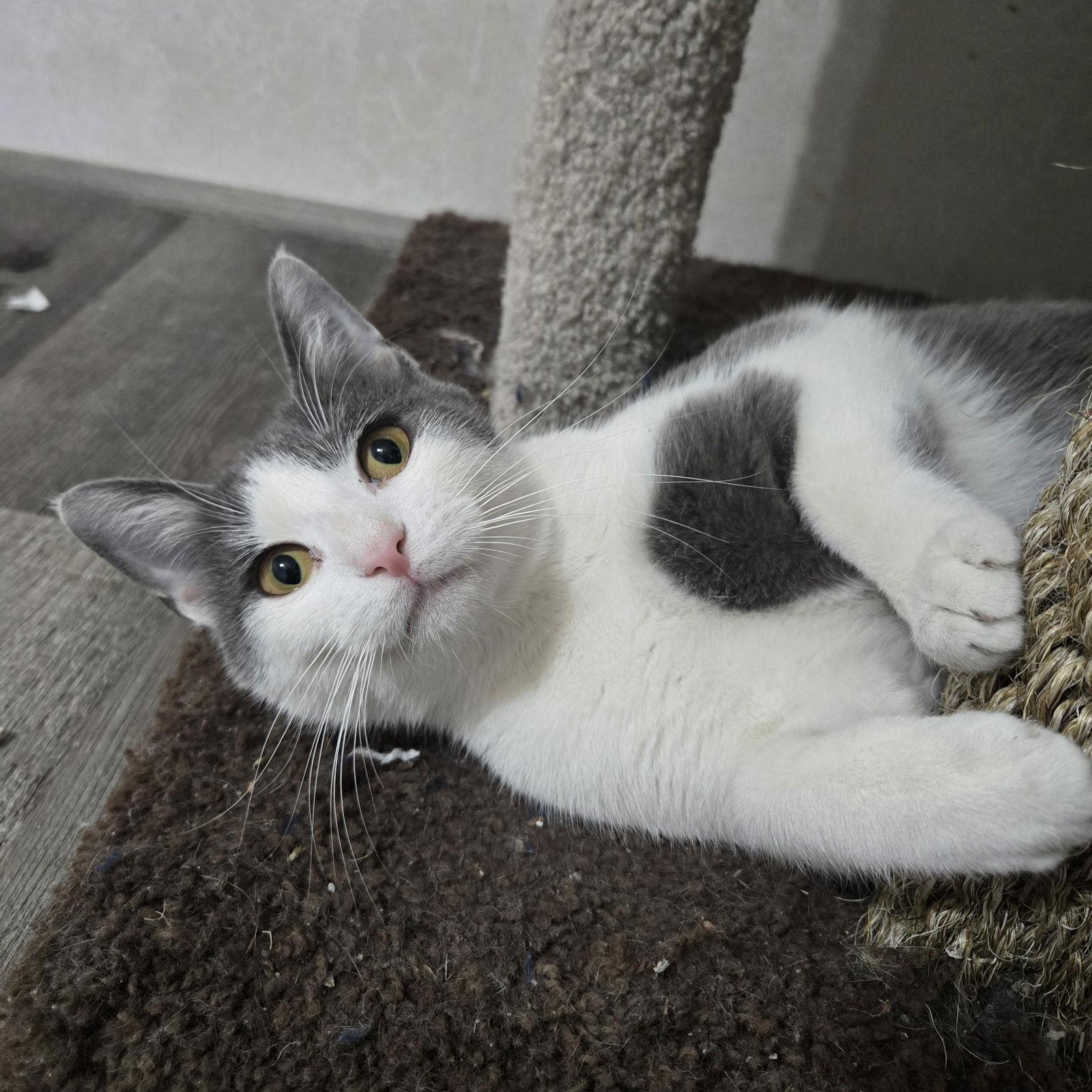 Enlarge Aspen, a Adoptable mixed breed in Garland, TX image 2/3