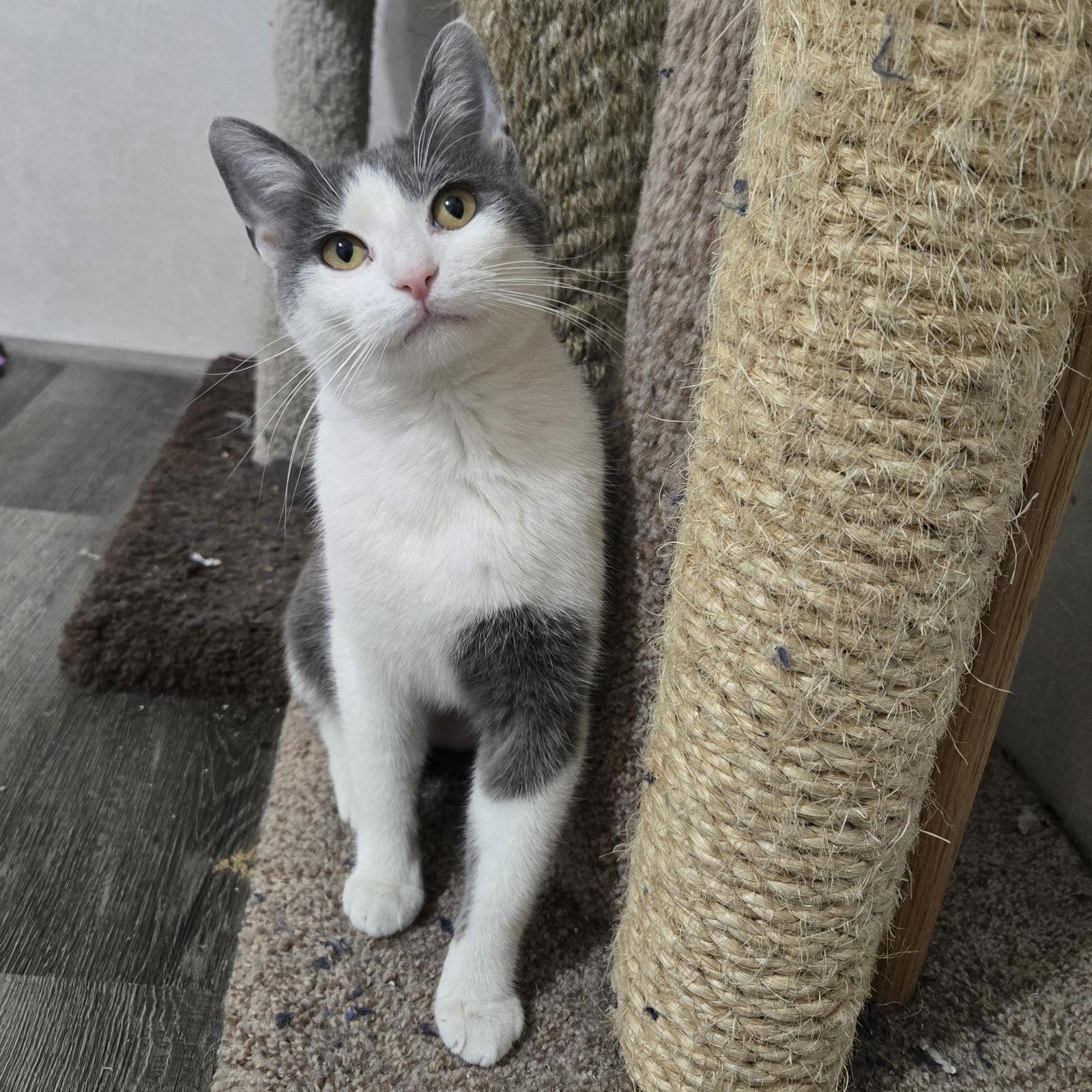 Enlarge Aspen, a Adoptable mixed breed in Garland, TX image 3/3