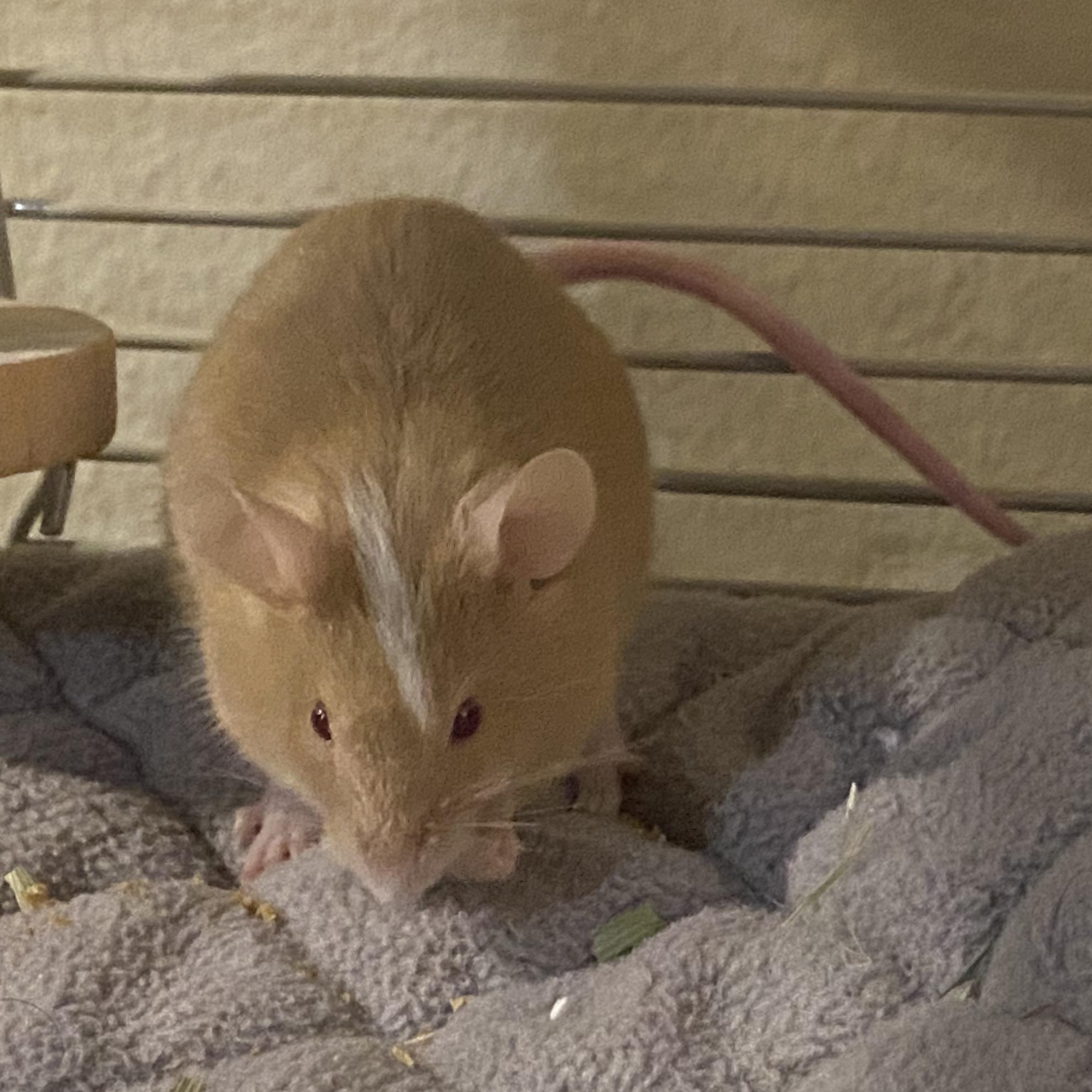 Enlarge Donatello, a Adoptable Mouse in Saint Paul, MN image 3/6