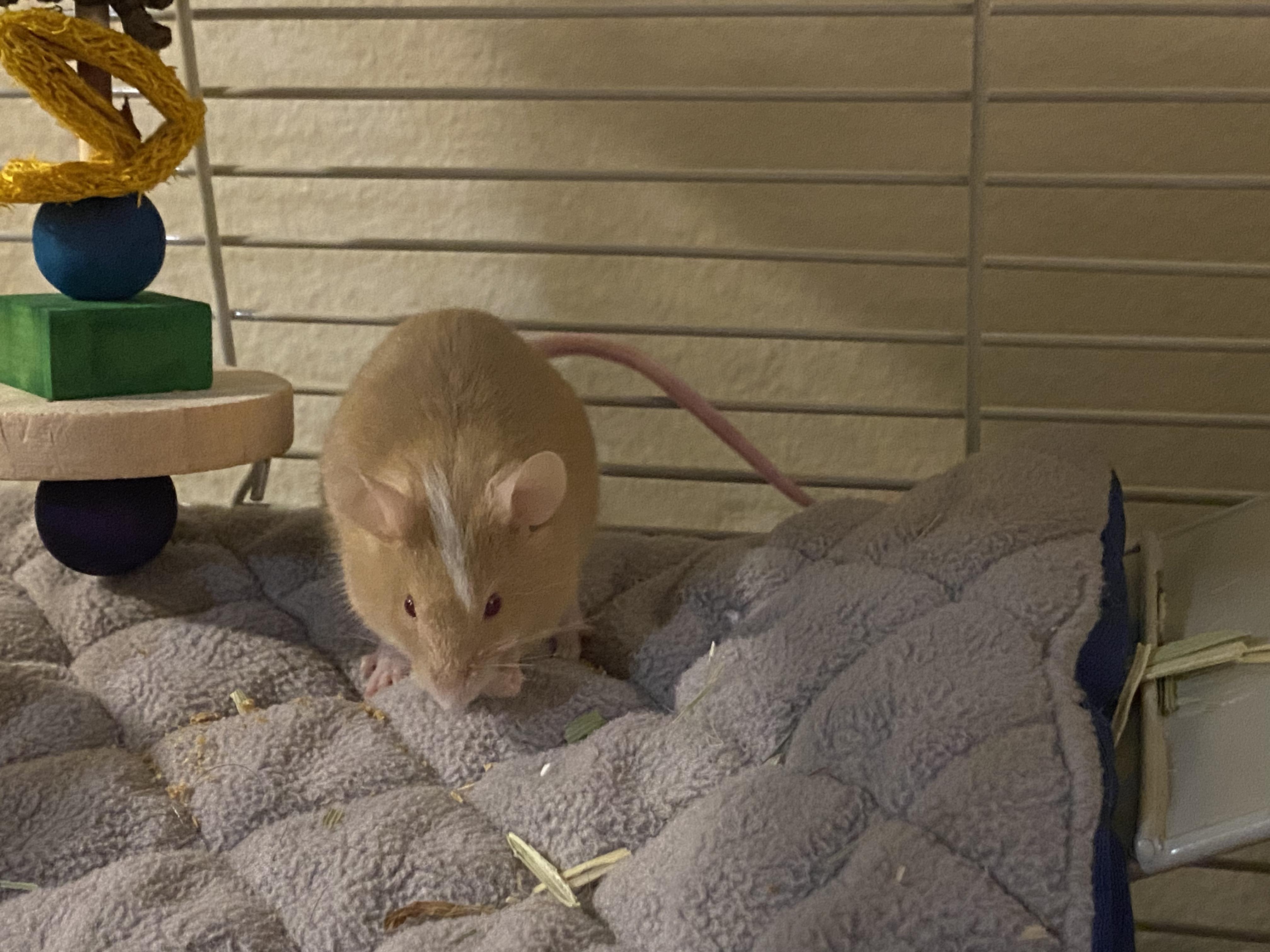 Enlarge Donatello, a Adoptable Mouse in Saint Paul, MN image 1/5