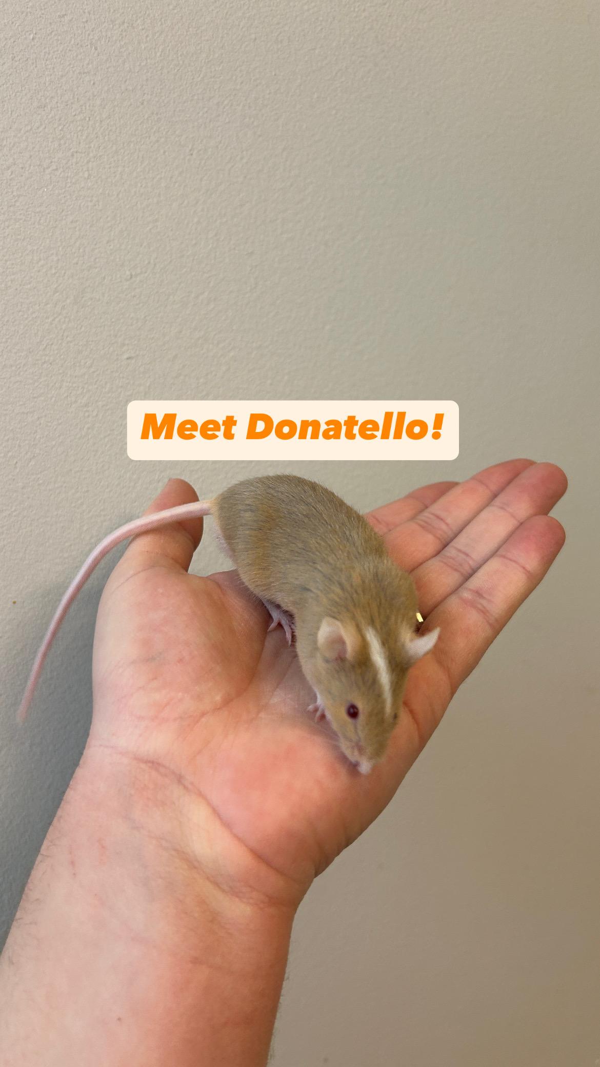 Enlarge Donatello, a Adoptable Mouse in Saint Paul, MN image 2/5