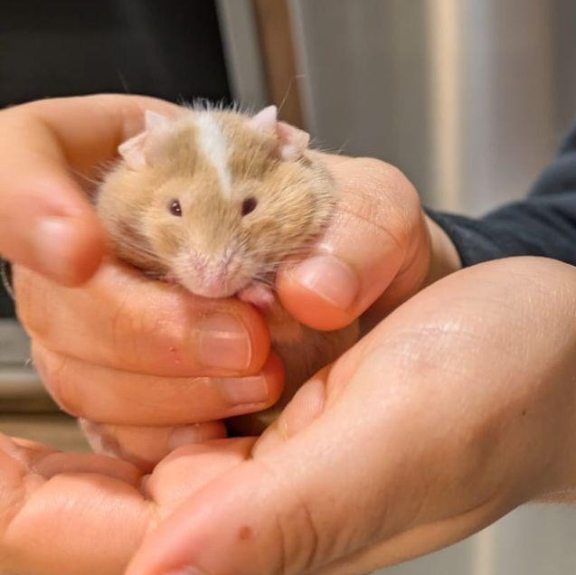 Donatello, Adoptable, Adult Male Mouse.