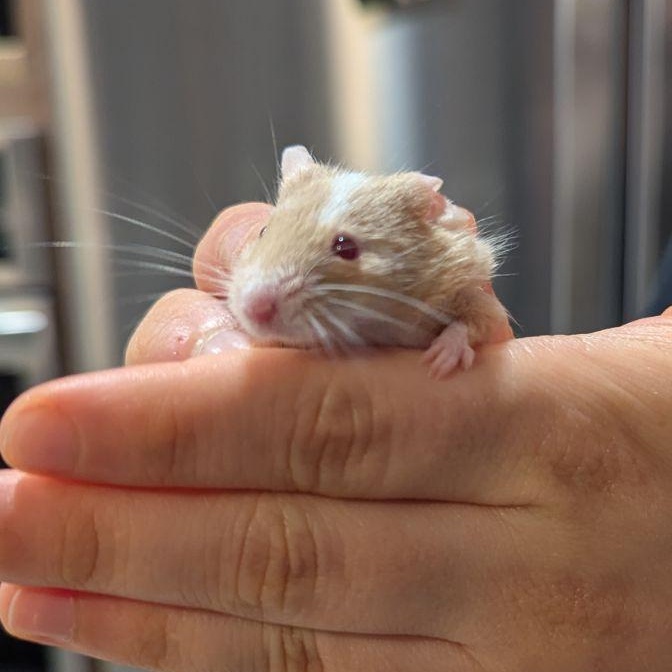 Enlarge Donatello, a Adoptable Mouse in Saint Paul, MN image 2/6