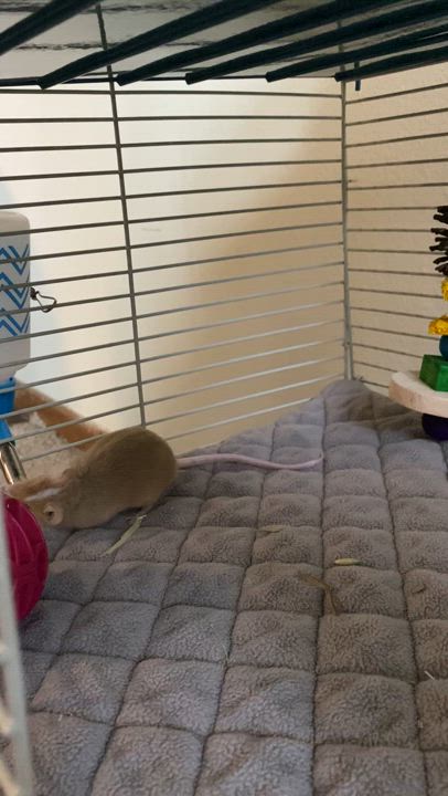 Enlarge Donatello, a Adoptable Mouse in Saint Paul, MN video 3/5