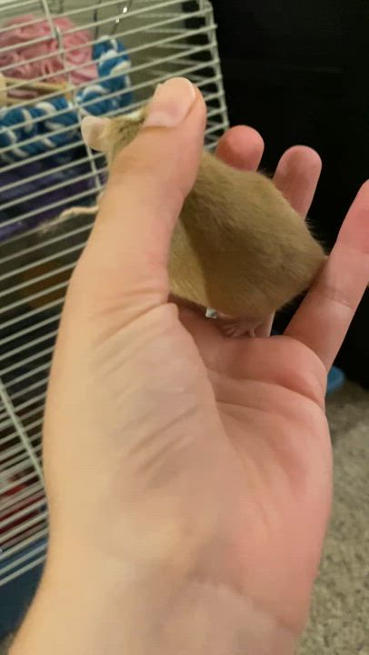 Enlarge Donatello, a Adoptable Mouse in Saint Paul, MN video 4/5