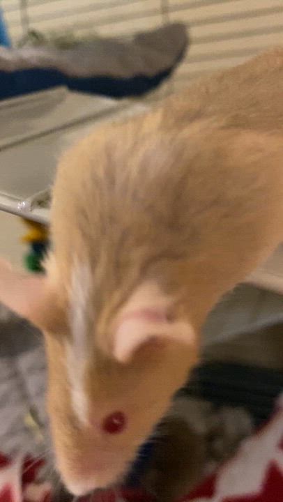 Enlarge Donatello, a Adoptable Mouse in Saint Paul, MN video 5/5