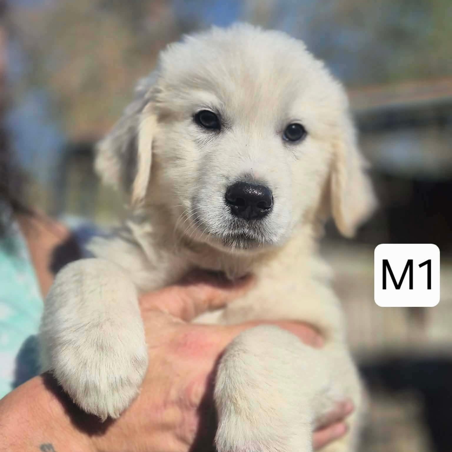 Frosty, Adoptable, Puppy Male Great Pyrenees & Golden Retriever.